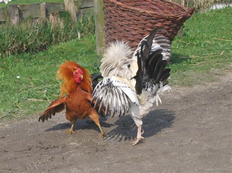 About Chicken Fight .